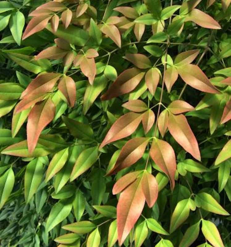 Himmelsbambus Firepower 60-80cm - Nandina Domestica 3 Himmelsbambus Firepower 60-80cm - Nandina Domestica