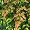 Himmelsbambus Firepower 40-60cm - Nandina Domestica -Nutrition Life Shop Nandina domestica Firepower BLWS098621