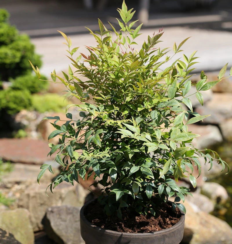 Himmelsbambus Gulf Stream 30-40cm - Nandina Domestica 3 Himmelsbambus Gulf Stream 30-40cm - Nandina Domestica