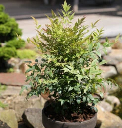 Himmelsbambus Gulf Stream 20-30cm - Nandina Domestica