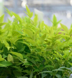 Himmelsbambus Lemon Lime® 30-40cm - Nandina Domestica