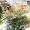 Himmelsbambus Obsessed 40-50cm - Nandina Domestica -Nutrition Life Shop Nandina domestica Obsessed