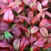 Himmelsbambus Flirt® 20-30cm - Nandina Domestica 2 Himmelsbambus Flirt® 20-30cm - Nandina Domestica -Nutrition Life Shop Nandina domesticaFlirt 1