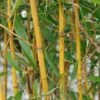Goldener Peking Bambus 100-125cm - Phyllostachys Aureocaulis -Nutrition Life Shop Phyllostachys aureocaulis