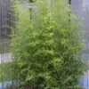 Gartenbambus 100-125cm - Phyllostachys Bissetii 2 Gartenbambus 100-125cm - Phyllostachys Bissetii -Nutrition Life Shop Phyllostachys bissetii BLWS337902