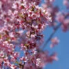 Zierkirsche Okame 40-60cm - Prunus Okame -Nutrition Life Shop Prunus Okame1