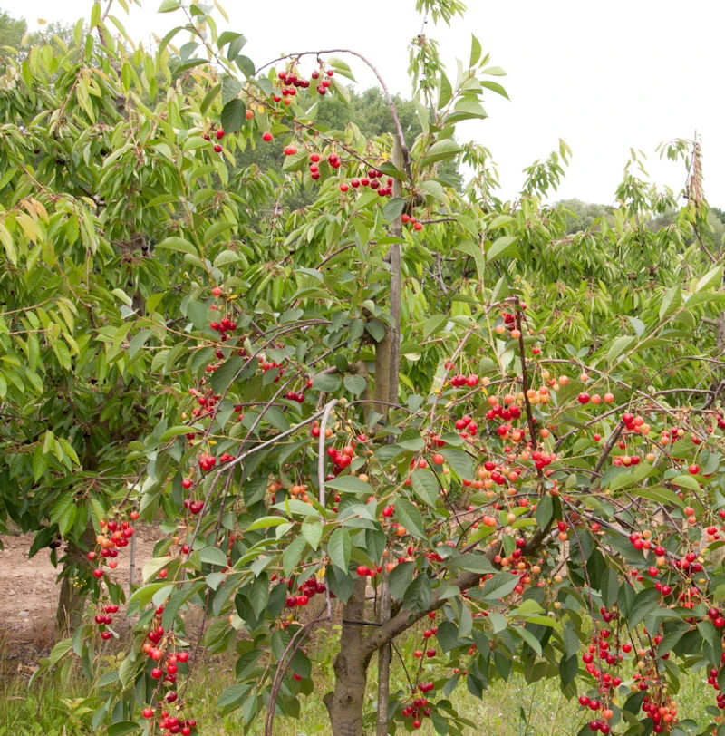 Sauerkirsche Schattenmorelle 60-80cm - Dunkelrote Saure Früchte 3 Sauerkirsche Schattenmorelle 60-80cm - Dunkelrote Saure Früchte