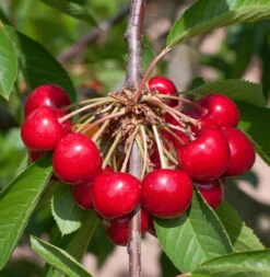 Süßkirsche Burlat 60-80cm - Dunkelrote Süße Früchte