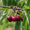 Selbstfruchtende Süßkirsche Lapiens 60-80cm - Rote Süße Früchte -Nutrition Life Shop Prunus aviumLapiens