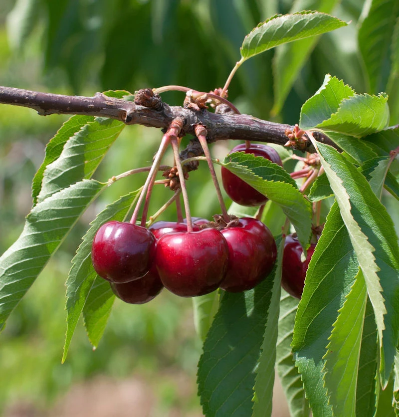 Selbstfruchtende Süßkirsche Lapiens 60-80cm - Rote Süße Früchte 3 Selbstfruchtende Süßkirsche Lapiens 60-80cm - Rote Süße Früchte