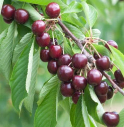 Säulen Süßkirsche Sylvia 60-80cm - Sehr Süß Und Aromatisch