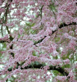 Zierkirsche Moseri 100-125cm - Prunus Blireana