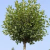 Hochstamm Steppenkirsche Globosa 80-100cm - Prunus Fruticosa -Nutrition Life Shop Prunus fruticosa Globosa Stamm