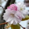 Hochstamm Fuji-Kirsche February Pink 80-100cm - Prunus Incisa -Nutrition Life Shop Prunus incisa FebruaryPink