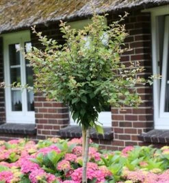 Hochstamm Geschlitzte Zierkirsche Kojou No Mai 60-80cm - Prunus Incisa