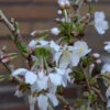 Geschlitzte Zierkirsche Kojou No Mai 30-40cm - Prunus Incisa -Nutrition Life Shop Prunus incisa Kojounomai 1