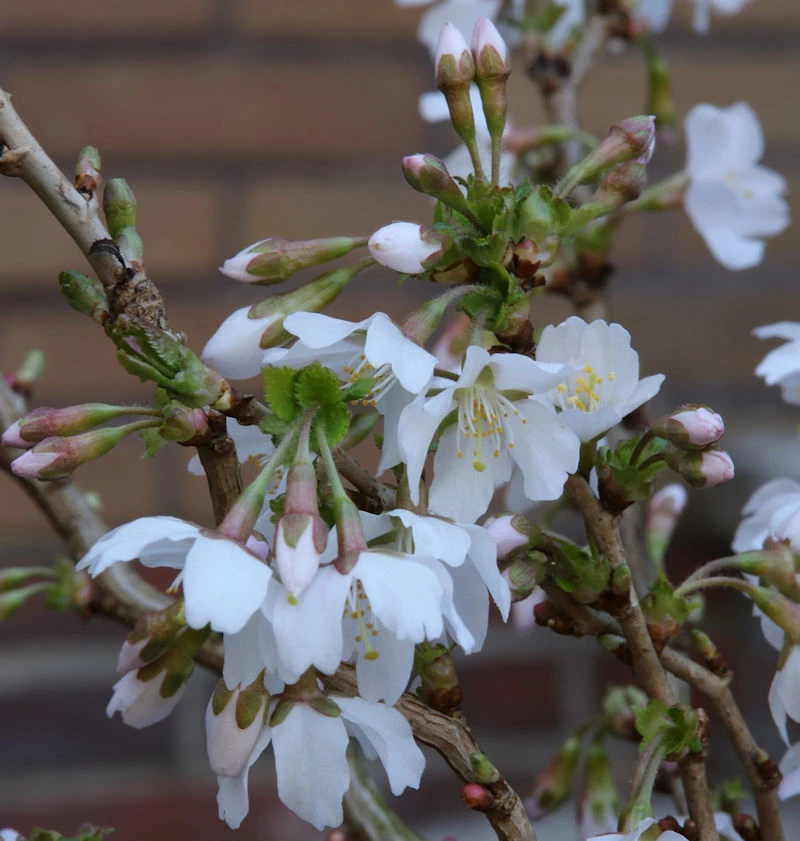Geschlitzte Zierkirsche Kojou No Mai 40-60cm - Prunus Incisa 2 Geschlitzte Zierkirsche Kojou No Mai 40-60cm - Prunus Incisa