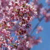 Geschlitzte Zierkirsche Paean 60-80cm - Prunus Incisa -Nutrition Life Shop Prunus incisa Paean