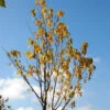 Amur-Kirsche Amber Beauty 80-100cm - Prunus Maackii -Nutrition Life Shop Prunus maackii Amber Beauty