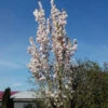 Japanische Säulenkirsche 125-150cm - Prunus Serrulata -Nutrition Life Shop Prunus serrulata Amanogawa1 1