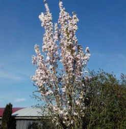 Japanische Säulenkirsche 125-150cm - Prunus Serrulata