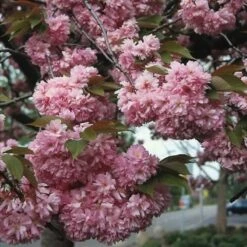 Hochstamm Japanische Nelkenkirsche Kanzan 80-100cm - Prunus Serrulata