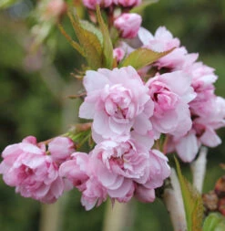 Hochstamm Japanische Hänge Nelkenkirsche 100-125cm - Prunus Serrulata