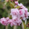 Japanische Hänge Nelkenkirsche 60-80cm - Prunus Serrulata -Nutrition Life Shop Prunus serrulata Kiku shidare zakura 3