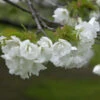 Fudschijama Kirsche Shirotae 100-125cm - Prunus Serrulata -Nutrition Life Shop Prunus serrulata Shirotae