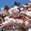 Hochstamm Zierkirsche Shirofugen 100-125cm - Prunus Serrulata -Nutrition Life Shop Prunus serrulataShirofugen 1