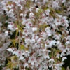 Frühlingshängekirsche 100-125cm - Prunus Subhirtella -Nutrition Life Shop Prunus subhirtella Pendula 1