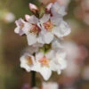 Filzkirsche Orient 80-100cm - Prunus Tomemtosa 1 Filzkirsche Orient 80-100cm - Prunus Tomemtosa -Nutrition Life Shop Prunus tomentosa Orient 1