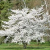 Japanische Maienkirsche 60-80cm - Prunus Yedoensis -Nutrition Life Shop Prunus yedoensis 1