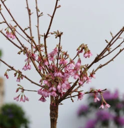 Hochstamm Zierkirsche Okame 100-125cm - Prunus Okame
