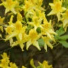 Laubabwerfende Azalee 30-40cm - Rhododendron Luteum - Alpenrose -Nutrition Life Shop Rhododendron luteum