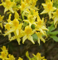 Laubabwerfende Azalee 30-40cm - Rhododendron Luteum - Alpenrose