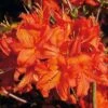 Azalee Fireball 40-50cm - Rhododendron Luteum - Alpenrose