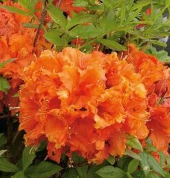 Azalee Gibraltar 30-40cm - Rhododendron Luteum - Alpenrose