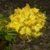 Azalee Golden Lights 30-40cm - Rhododendron Luteum - Alpenrose -Nutrition Life Shop Rhododendron luteum Golden Lights 1
