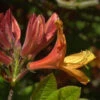 Azalee Golden Nectarine 30-40cm - Rhododendron Luteum - Alpenrose