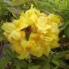 Azalee Golden Sunset 30-40cm - Rhododendron Luteum - Alpenrose