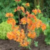 Azalee Goldflamme 40-50cm - Rhododendron Luteum - Alpenrose 2 Azalee Goldflamme 40-50cm - Rhododendron Luteum - Alpenrose -Nutrition Life Shop Rhododendron luteum Goldflamme