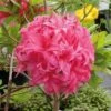 Azalee Homebush 50-60cm - Rhododendron Luteum - Alpenrose -Nutrition Life Shop Rhododendron luteum Homebush 2
