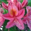 Azalee Joly Madame 40-50cm - Rhododendron Luteum - Alpenrose -Nutrition Life Shop Rhododendron luteum Joly Madame
