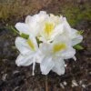 Azalee Persil 40-50cm - Rhododendron Luteum - Alpenrose -Nutrition Life Shop Rhododendron luteum Persil
