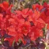 Azalee Royal Command 40-50cm - Rhododendron Luteum - Alpenrose -Nutrition Life Shop Rhododendron luteum Royal Command