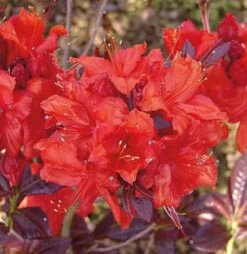 Azalee Royal Command 40-50cm - Rhododendron Luteum - Alpenrose