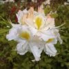 Azalee Schneegold 50-60cm - Rhododendron Luteum - Alpenrose -Nutrition Life Shop Rhododendron luteum Schneegold