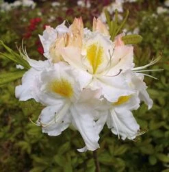 Azalee Schneegold 50-60cm - Rhododendron Luteum - Alpenrose