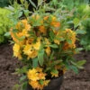 Azalee Sun Star 30-40cm - Rhododendron Luteum - Alpenrose -Nutrition Life Shop Rhododendron luteum SunStar 1